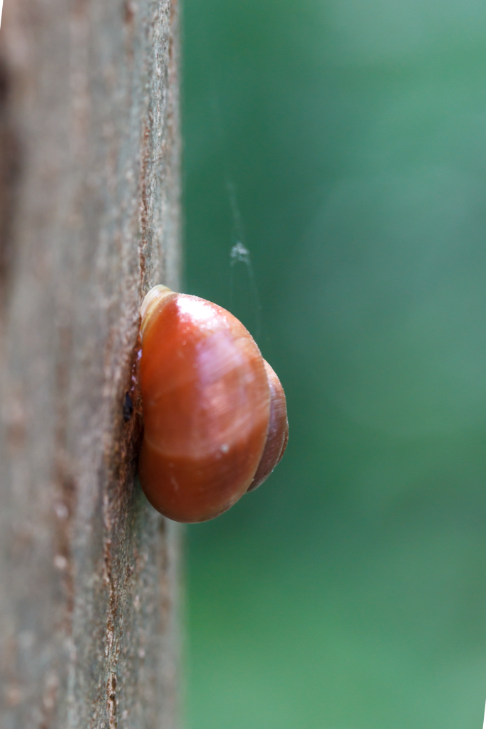 Cepaea hortensis, Prater Hauptallee