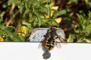 Harzbiene (Anthidium sp.)